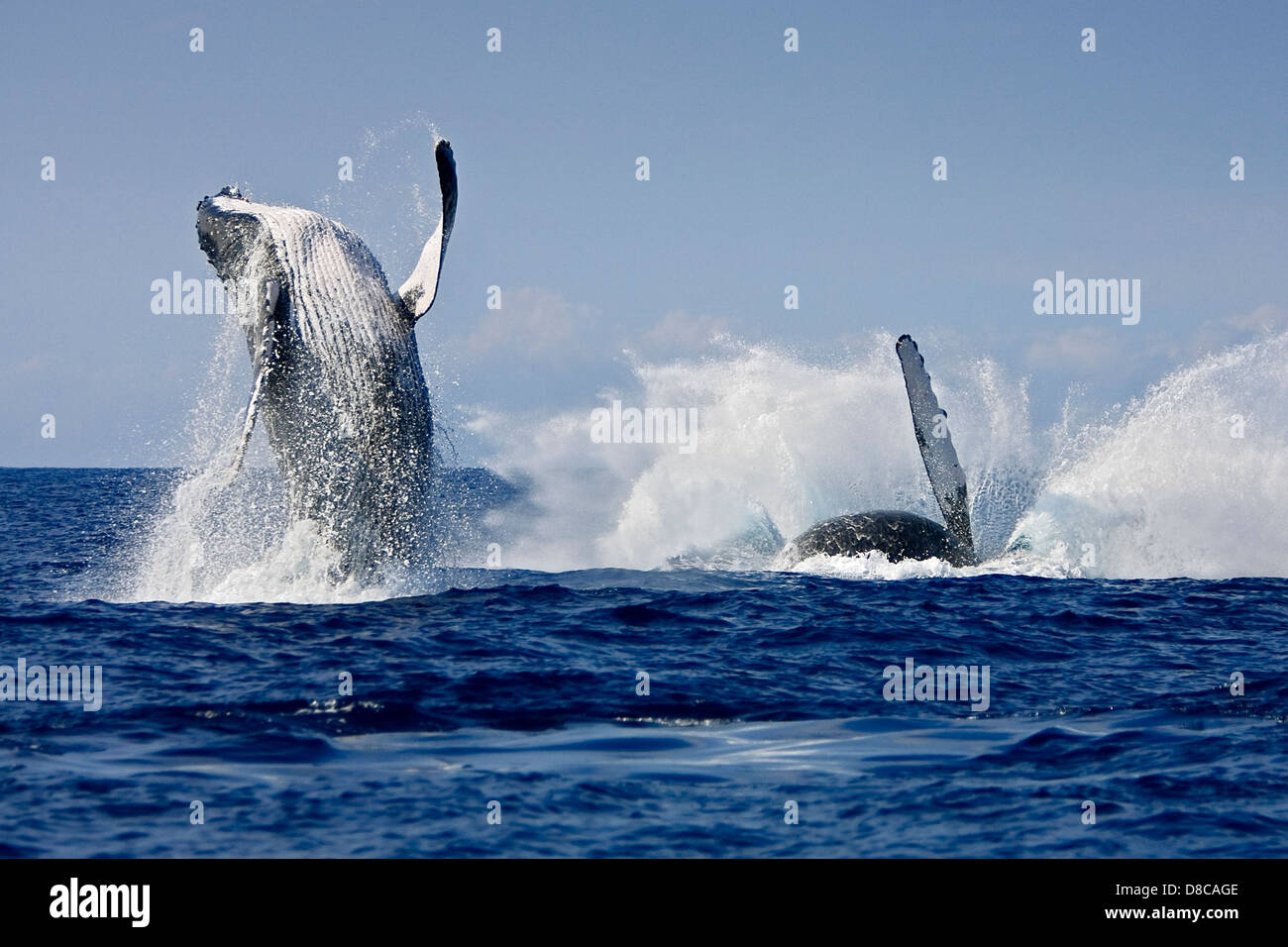 humpback whales in competitive group, double breach, Megaptera novaeangliae, Hawaii, USA, Pacific Ocean Stock Photo
