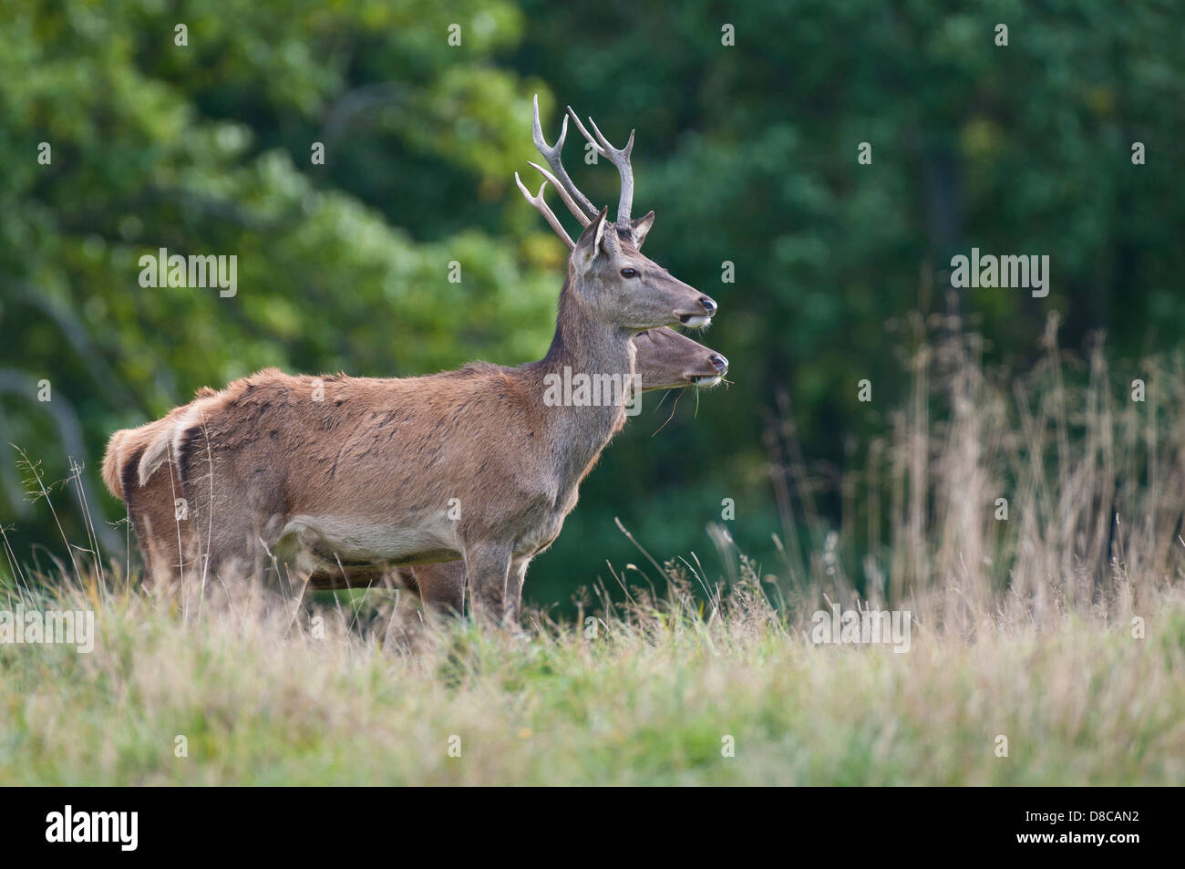 red deer, two young males, rutting season, cervus elaphus, klampenborg, denmark, Stock Photo