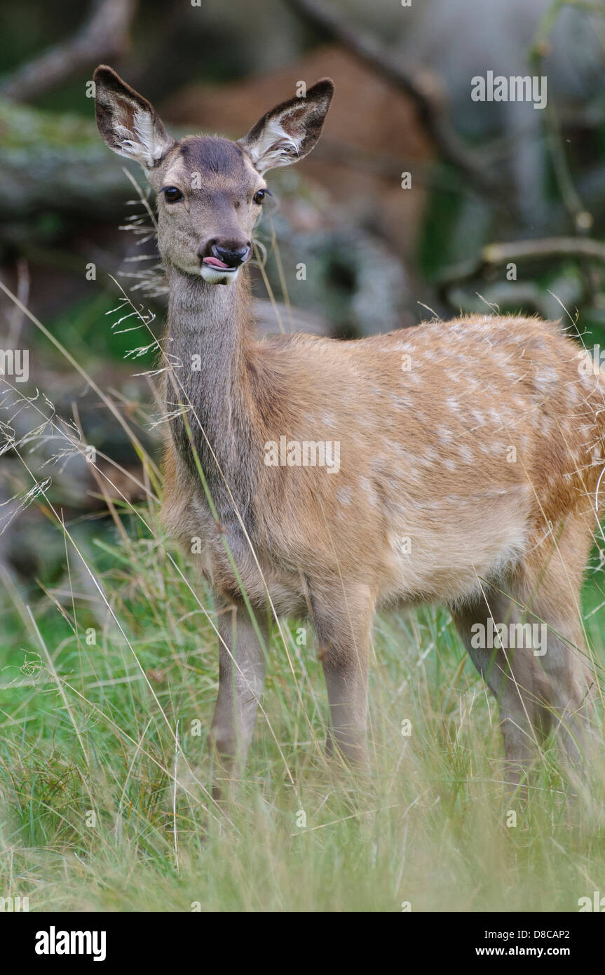 red deer, fawn, rutting season, cervus elaphus, klampenborg, denmark, Stock Photo