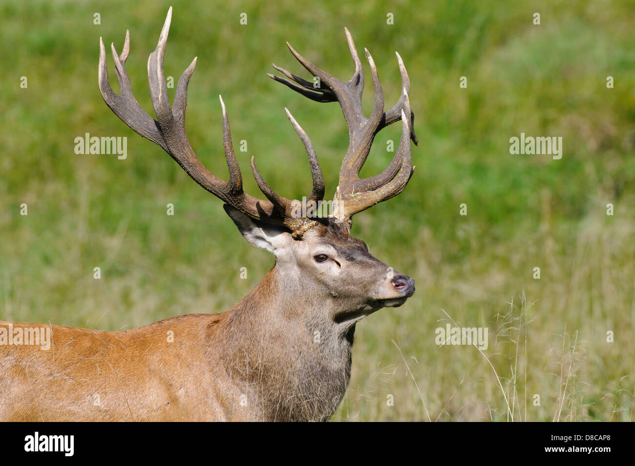 red deer, male, rutting season, cervus elaphus, klampenborg, denmark, Stock Photo