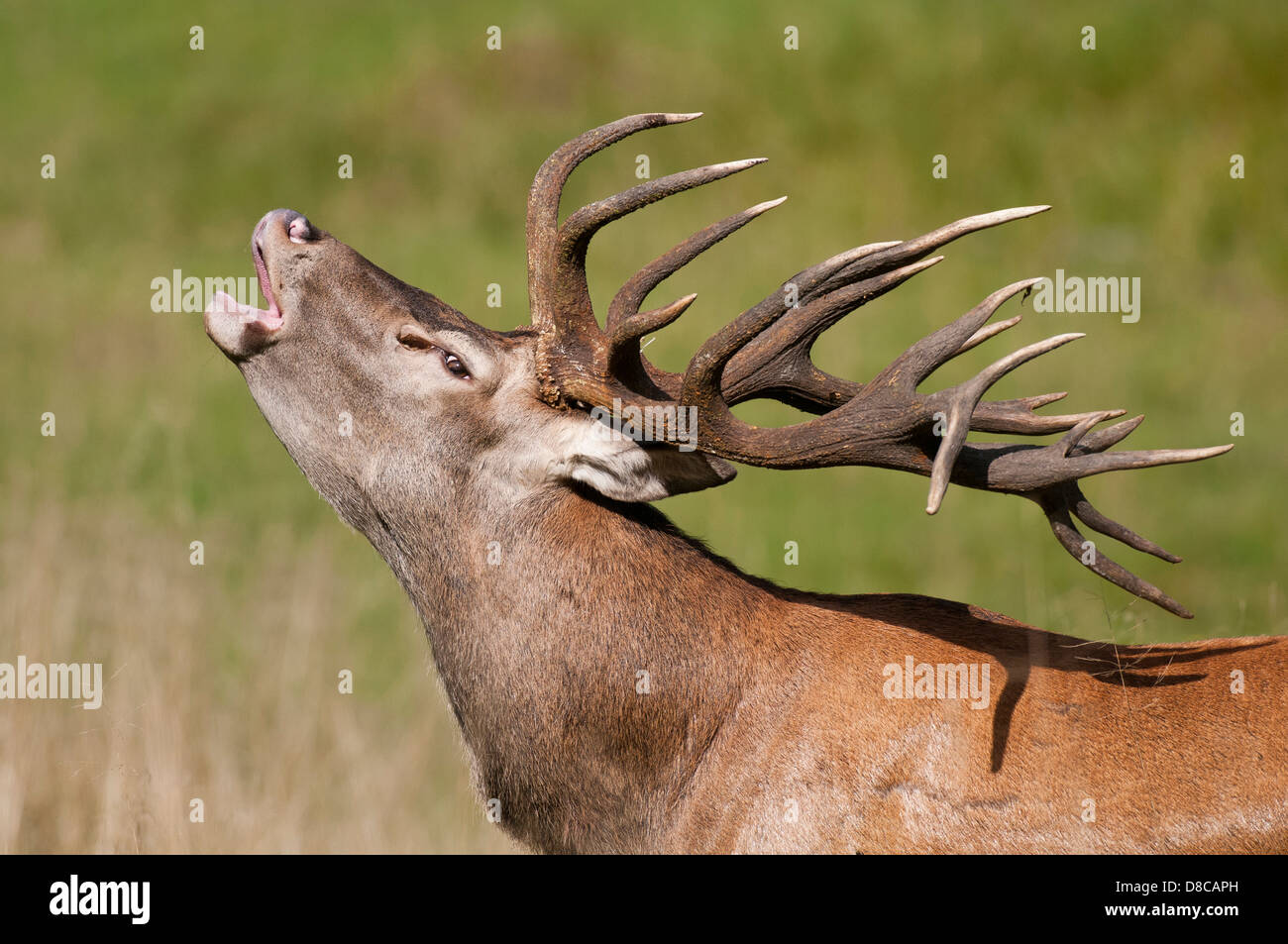 red deer, male, rutting season, cervus elaphus, klampenborg, denmark, Stock Photo