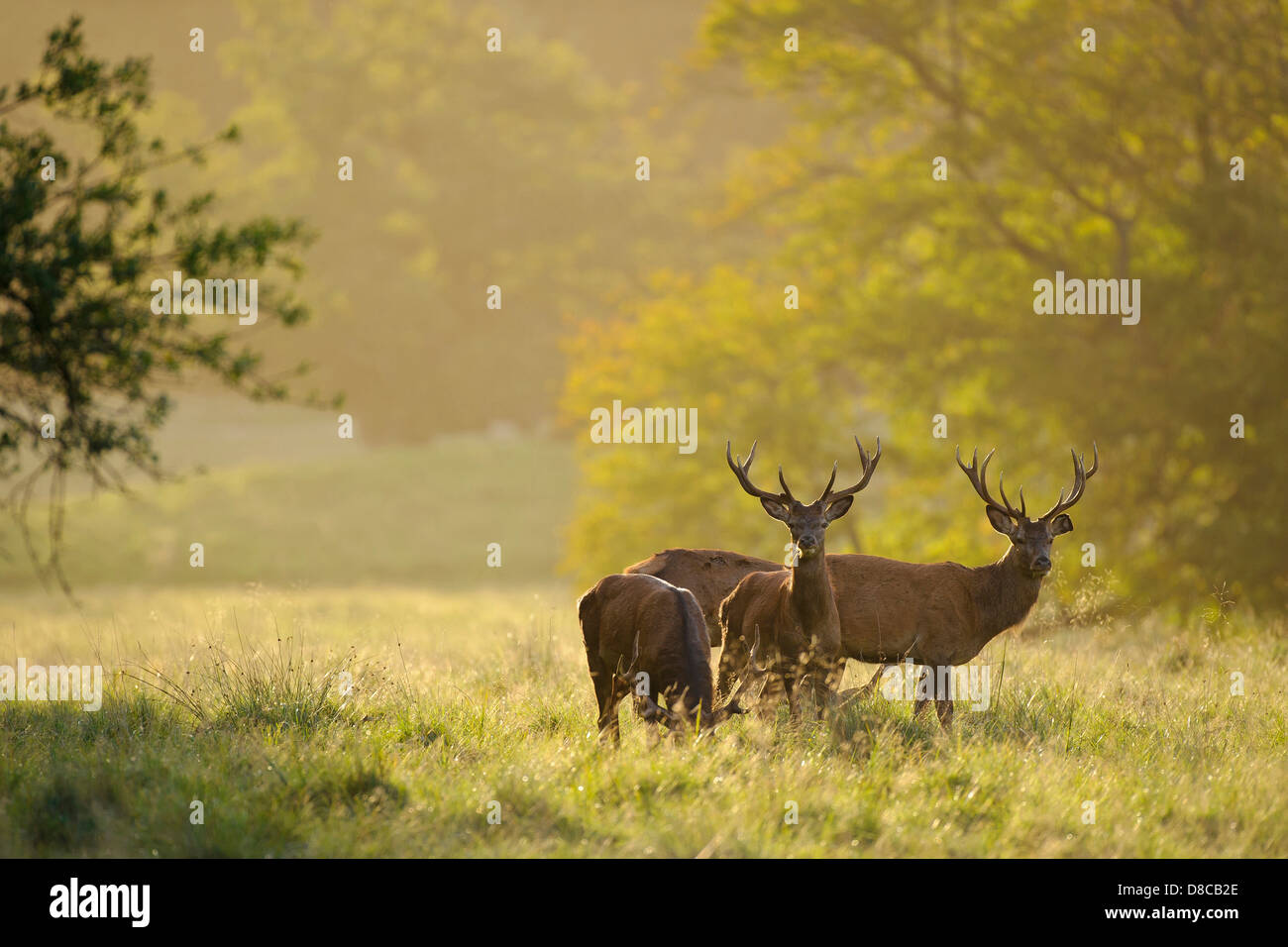 red deer, males, rutting season, cervus elaphus, klampenborg, denmark, Stock Photo