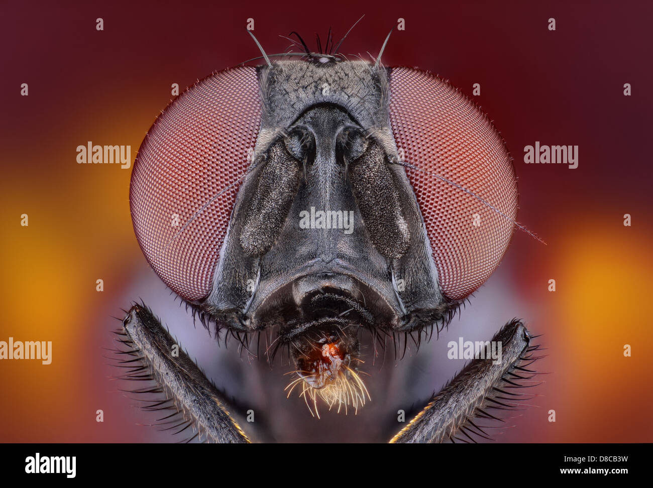 Fly Microscope View Extremely sharp and detailed study of fly taken with a microscope ...