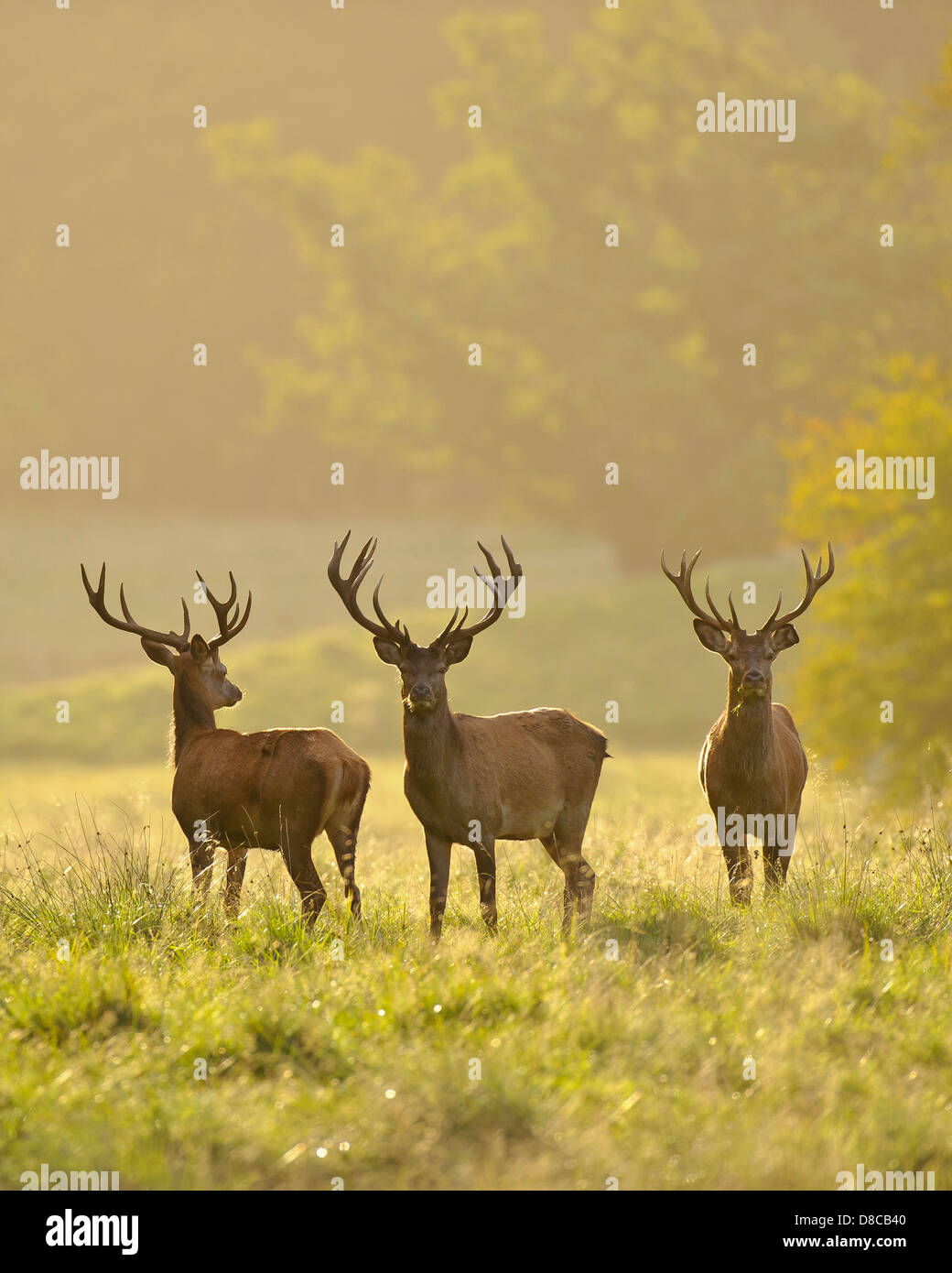 red deer, males, rutting season, cervus elaphus, klampenborg, denmark, Stock Photo