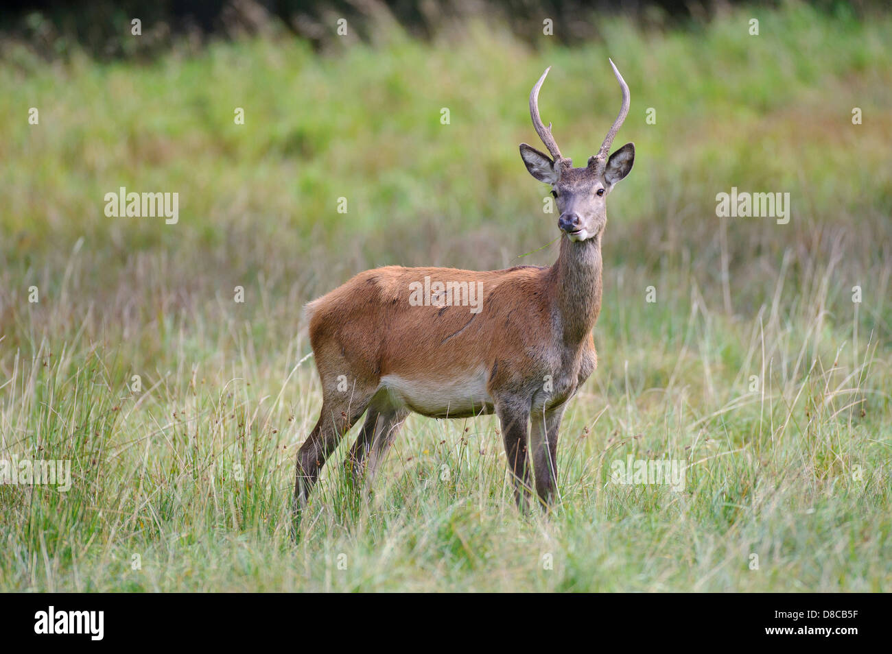 red deer, young male, rutting season, cervus elaphus, klampenborg, denmark, Stock Photo