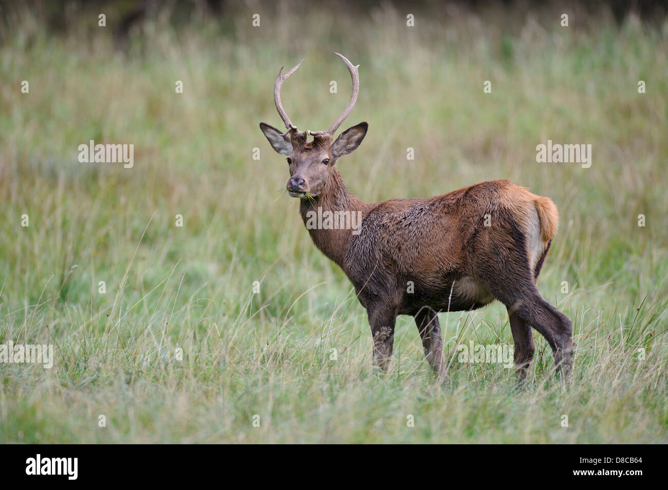 red deer, young male, rutting season, cervus elaphus, klampenborg, denmark, Stock Photo