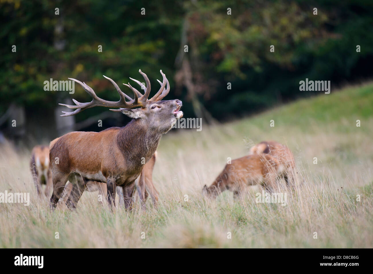 red deer, male, rutting season, cervus elaphus, klampenborg, denmark, Stock Photo