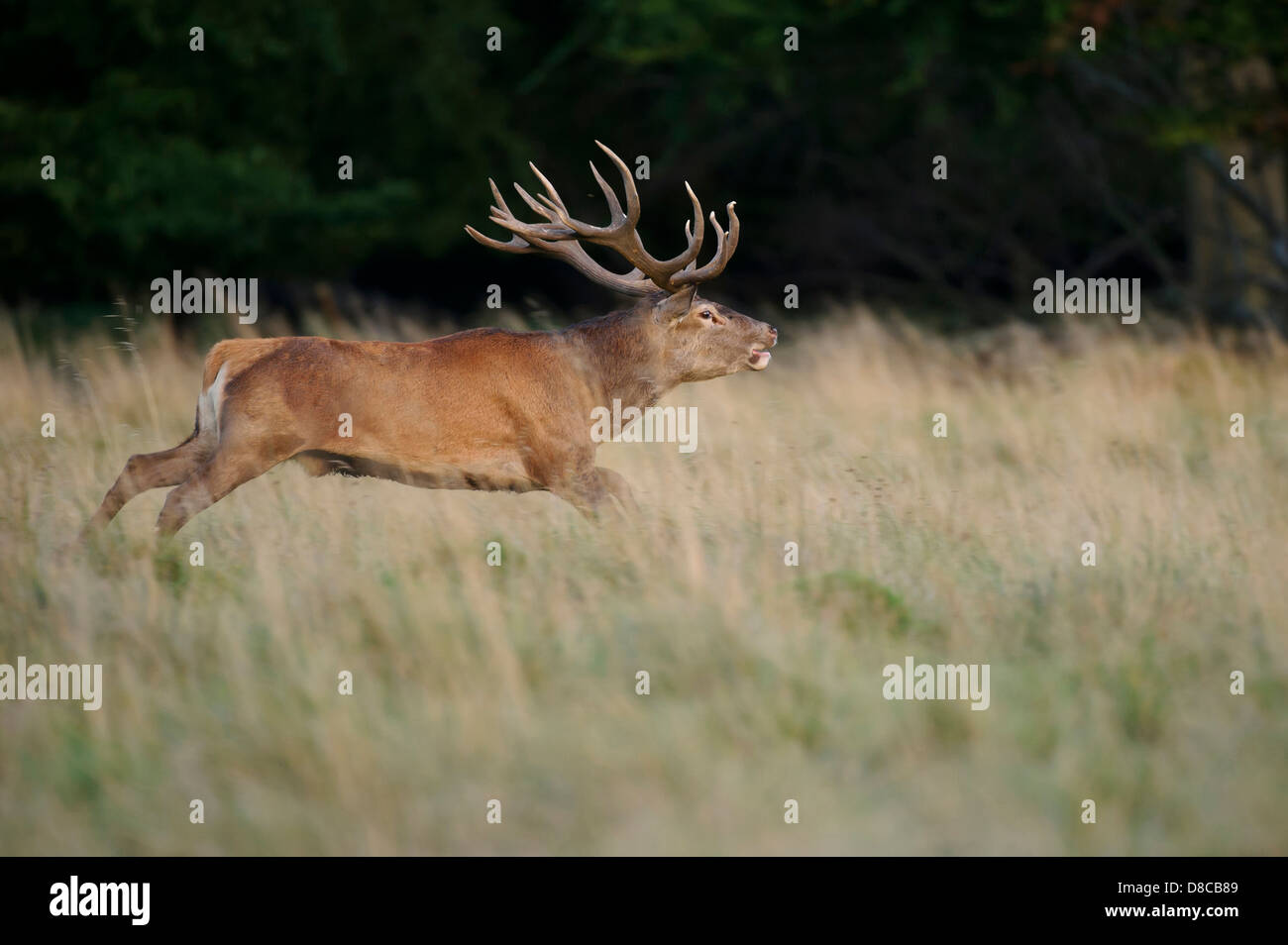 red deer, male, rutting season, cervus elaphus, klampenborg, denmark, Stock Photo