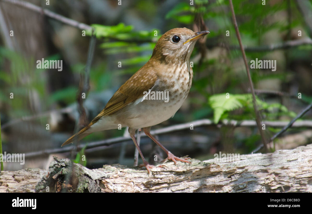 A Veery (Catharus fuscescens), a secretive songbird, perches on a downed log providing a rare close up. Madison, Wisconsin. Stock Photo