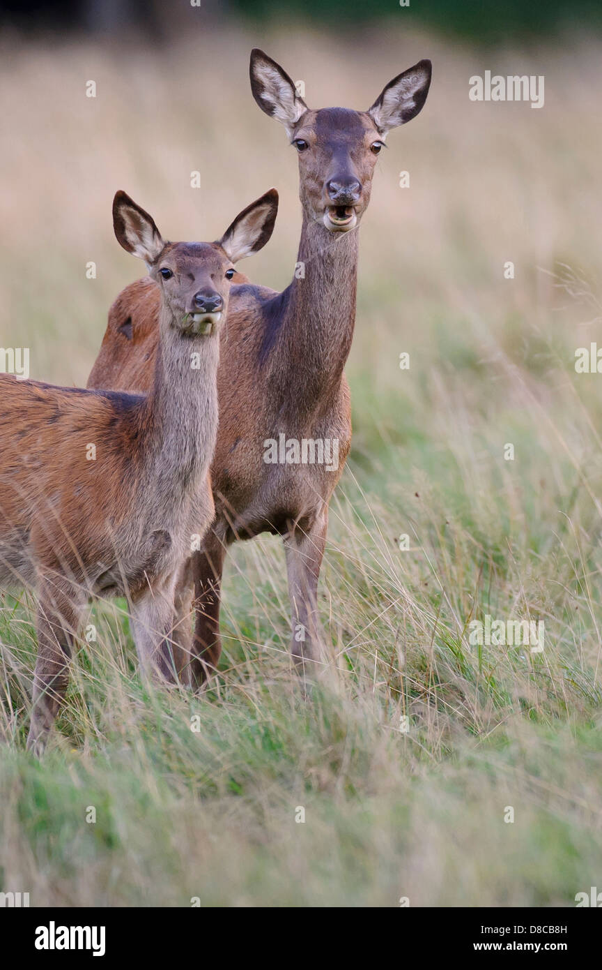 red deer, doe with fawn, rutting season, cervus elaphus, klampenborg, denmark, Stock Photo