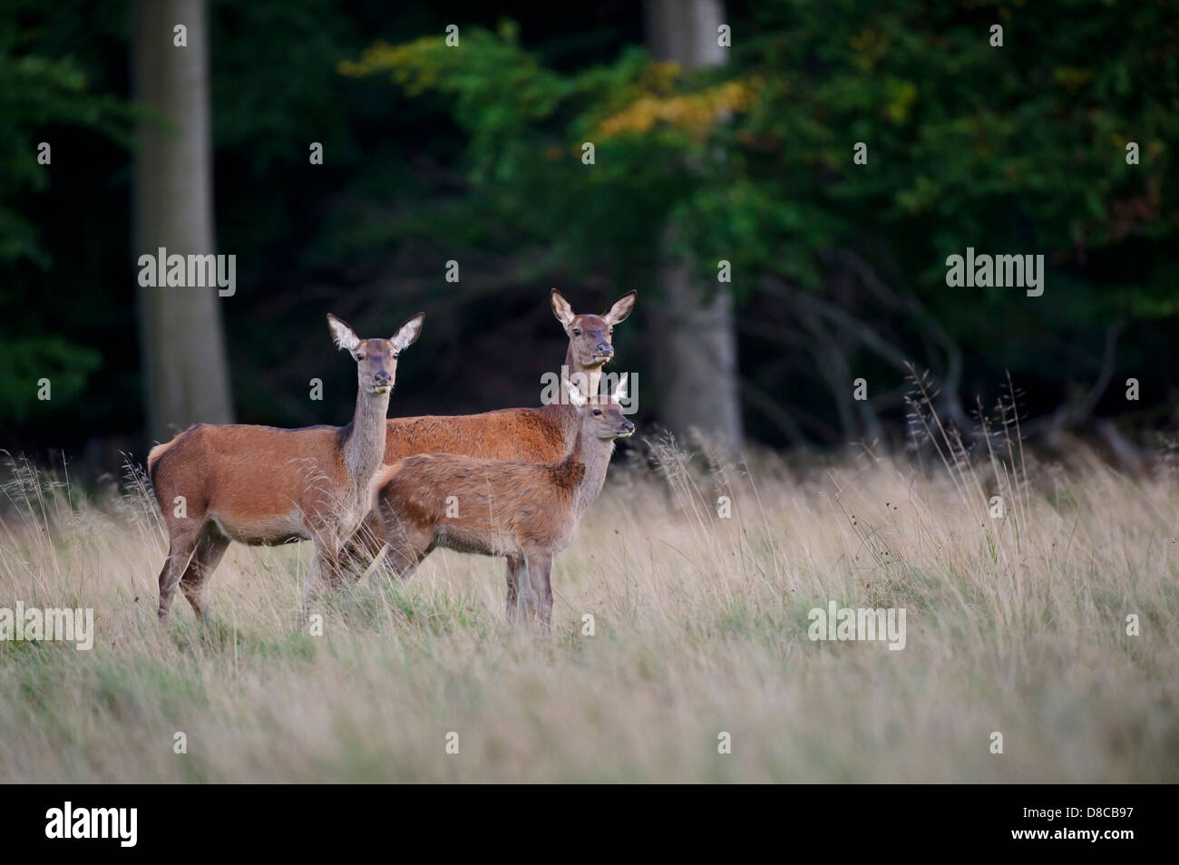 red deer, does with fawn, rutting season, cervus elaphus, klampenborg, denmark, Stock Photo