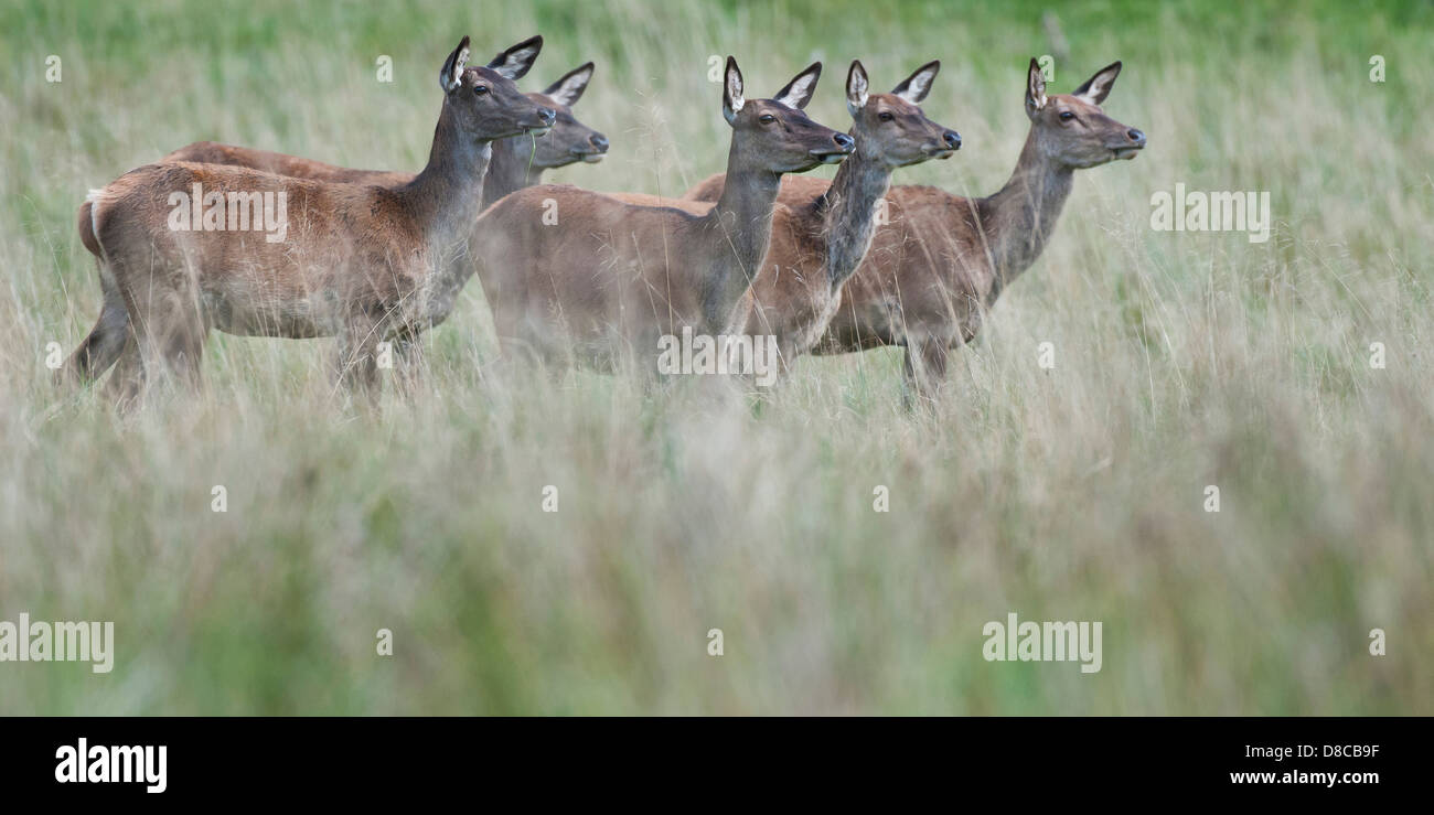 red deer, does, female, rutting season, cervus elaphus, klampenborg, denmark, Stock Photo