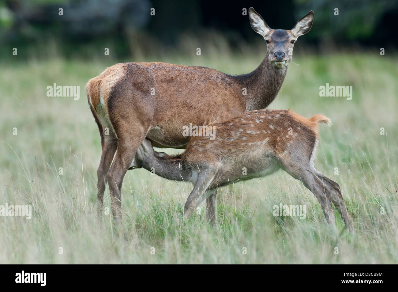 red deer, doe with fawn, rutting season, cervus elaphus, klampenborg, denmark, Stock Photo