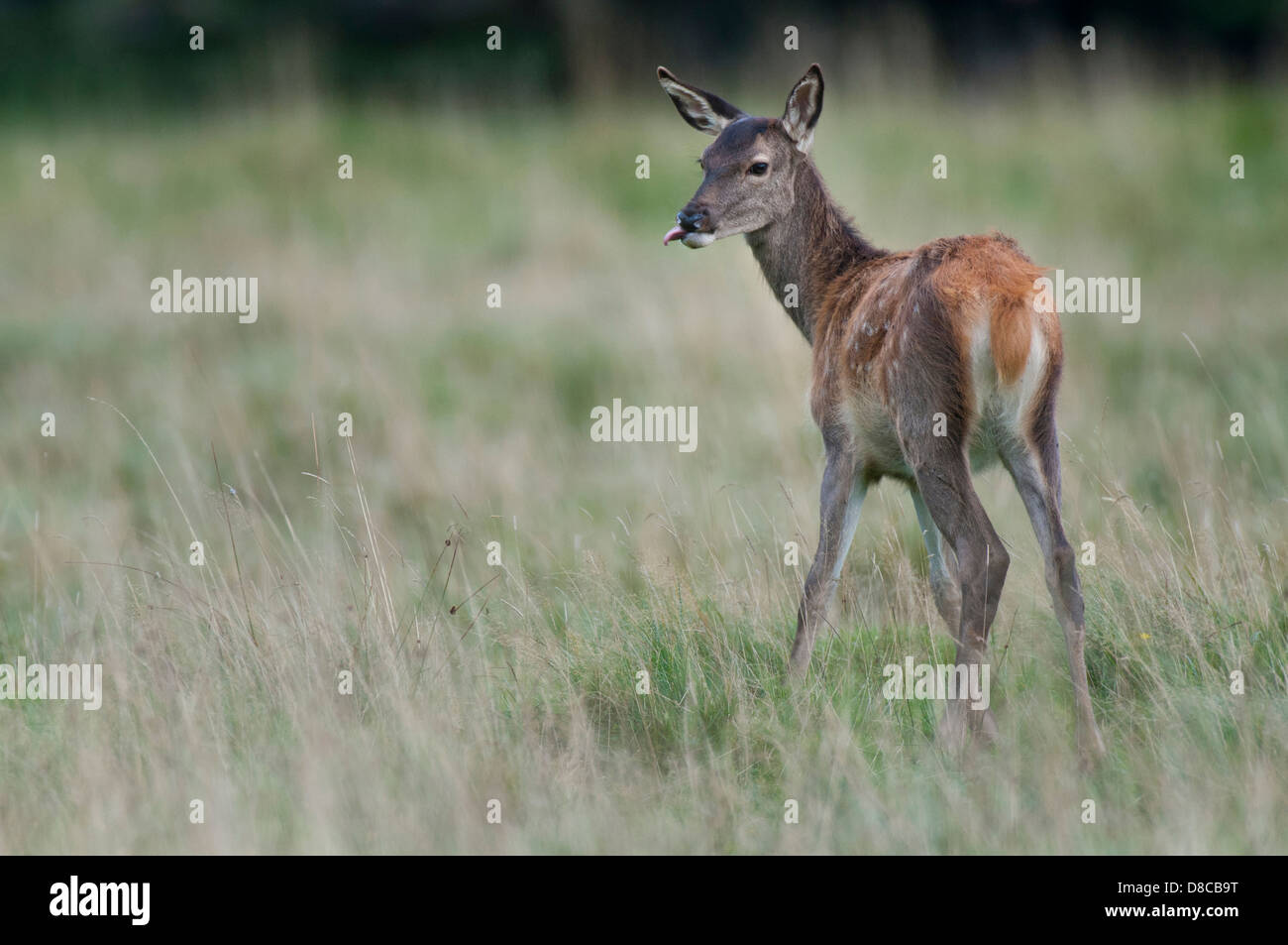 red deer, fawn, rutting season, cervus elaphus, klampenborg, denmark, Stock Photo