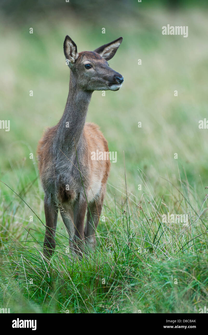 red deer, doe, female, rutting season, cervus elaphus, klampenborg, denmark,  Stock Photo