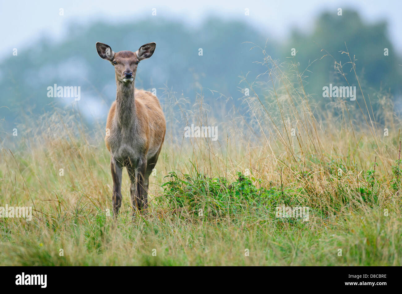 red deer, doe, female, rutting season, cervus elaphus, klampenborg, denmark, Stock Photo