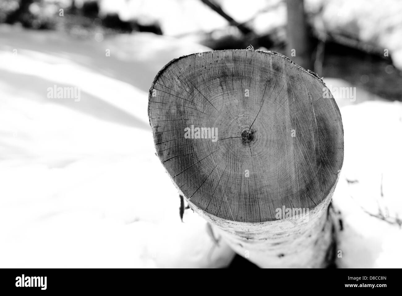 Beech tree Black and White Stock Photos & Images - Alamy