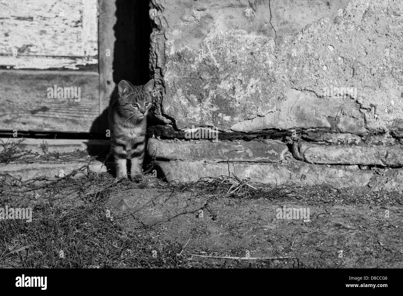 Cat at the door Stock Photo Alamy