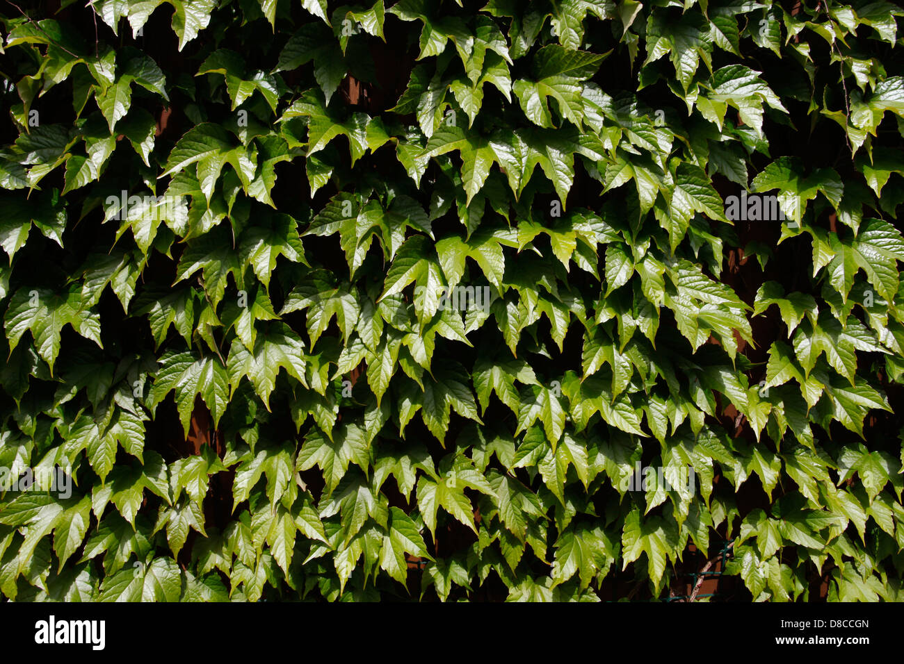Virginia Creeper growing on a fence in Spring Stock Photo