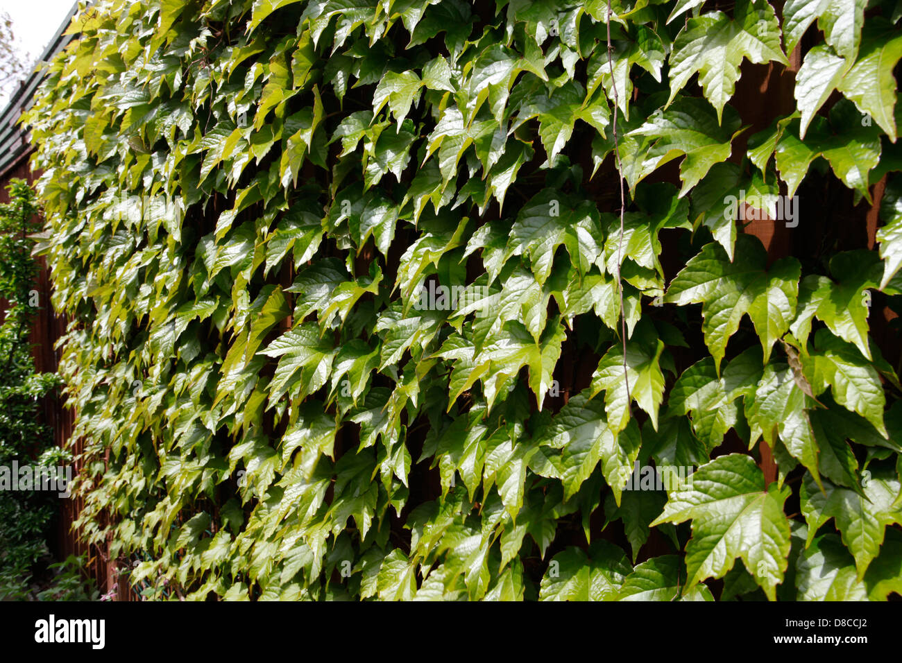 Virginia Creeper growing on a fence in Spring Stock Photo