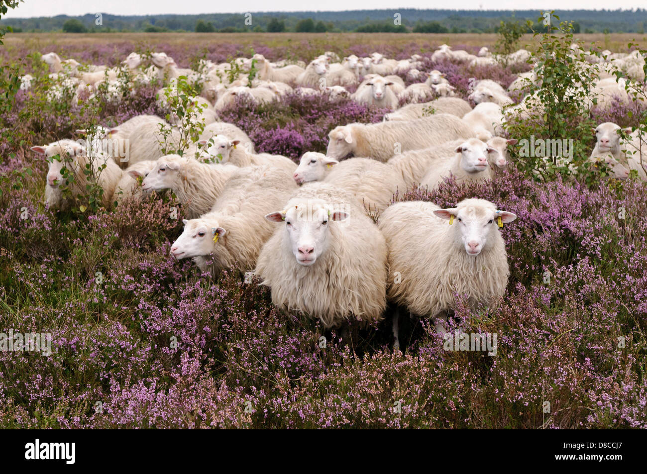 white polled heath flock, diepholzer moorniederung, goldenstedter moor, niedersachsen, germany Stock Photo