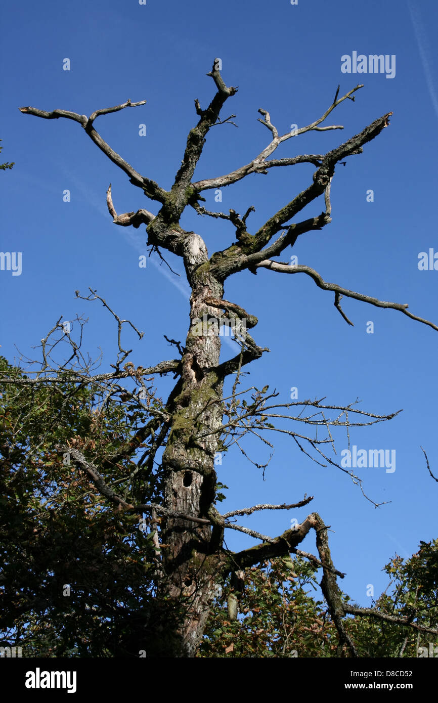 dead trees with woodpecker holes Stock Photo Alamy