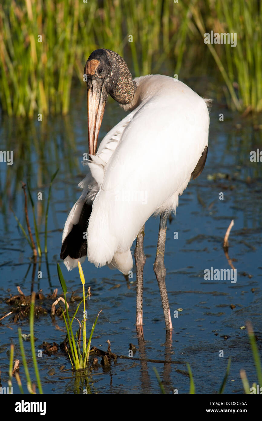 Wood Stork - Green Cay Wetlands - Boynton Beach, Florida USA Stock Photo