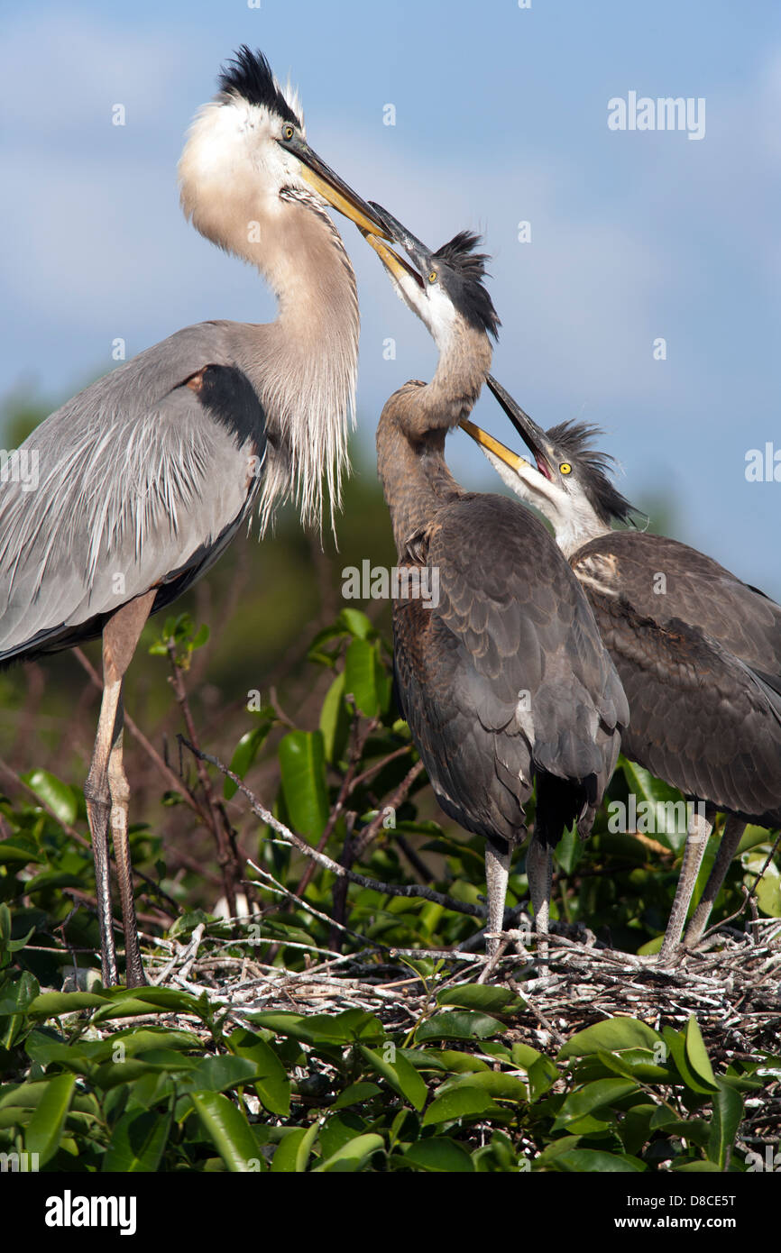 Great Blue Heron on nest with young Wakodahatchee Wetlands Delray