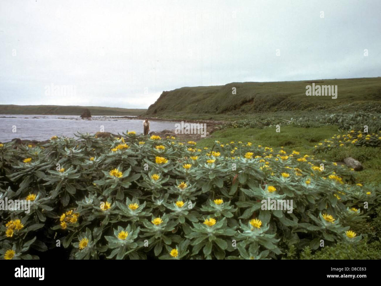 Amchitka island beach fleabane in full bloom. Stock Photo