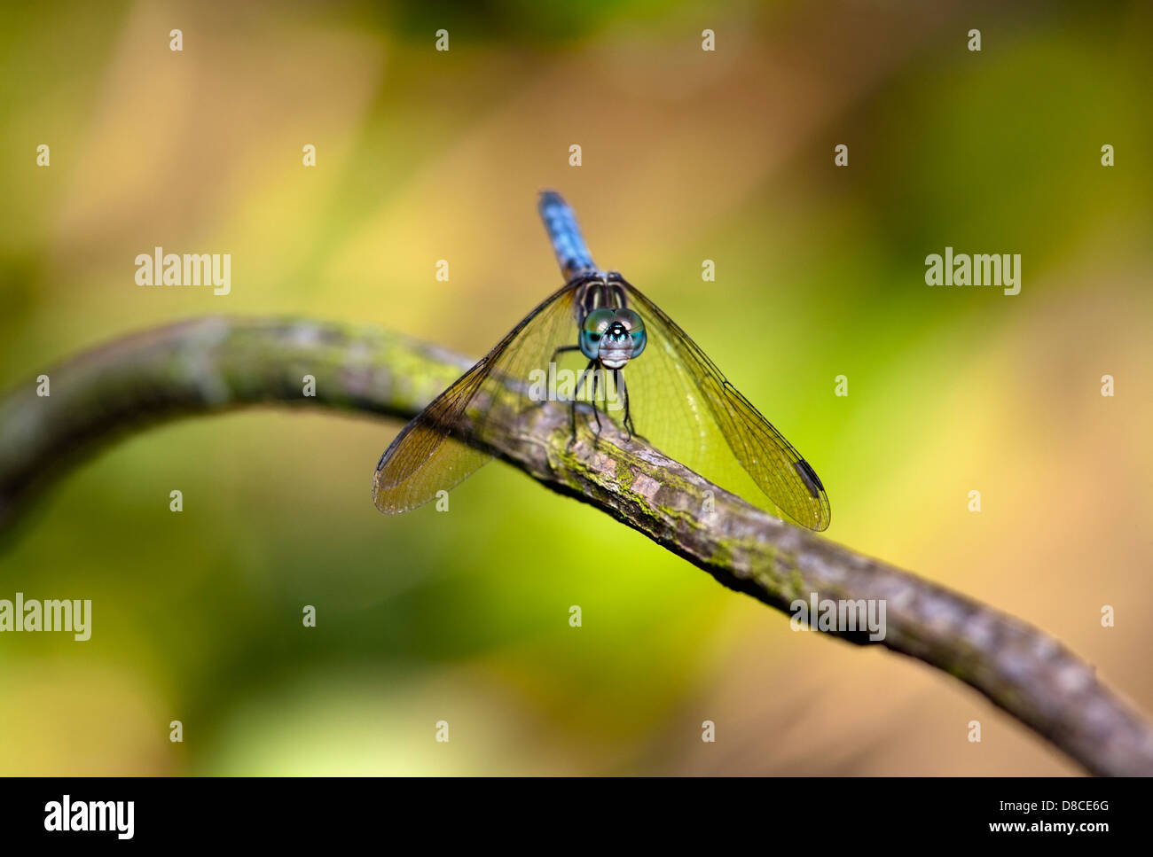 Blue Dasher Dragonfly - Green Cay Wetlands - Boynton Beach, Florida USA Stock Photo