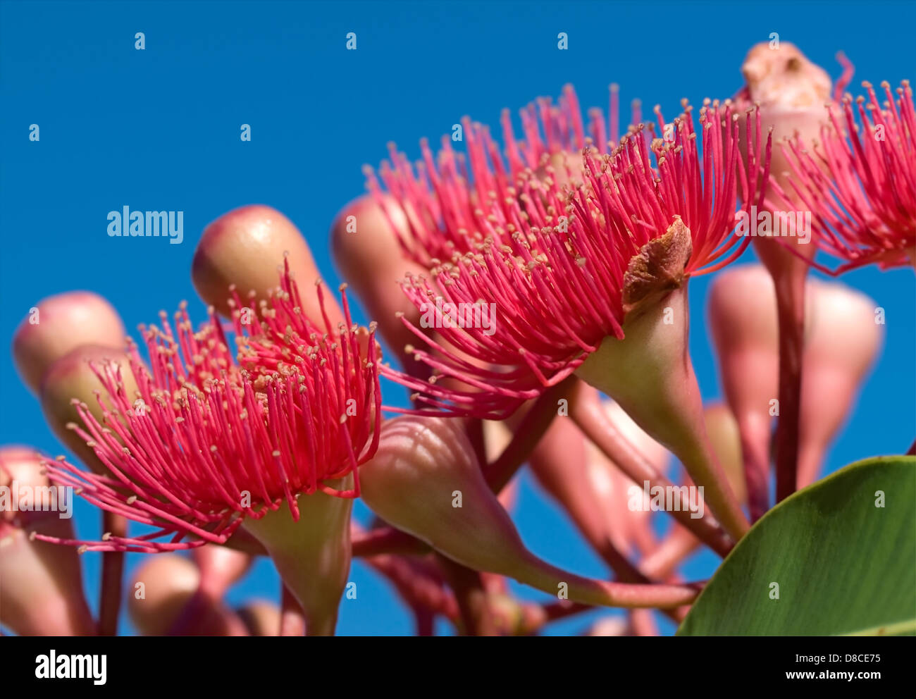 Bright vibrant red flowers of Australian gum tree native to Australia Phytocarpa Summer Red Stock Photo