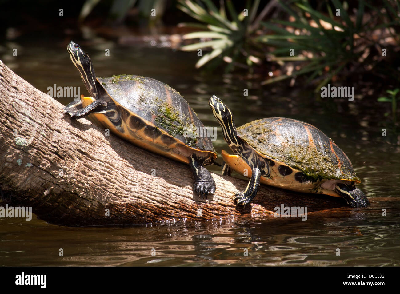 Florida Red-bellied Turtles - Green Cay Wetlands - Boynton Beach, Florida USA Stock Photo