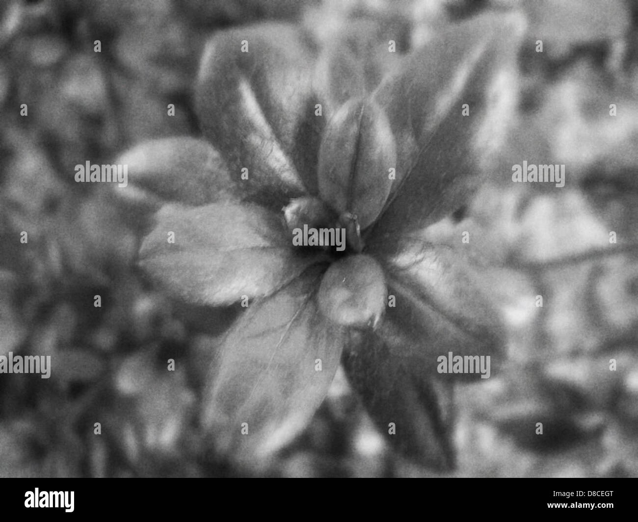 Dendron Black and White Stock Photos & Images - Alamy