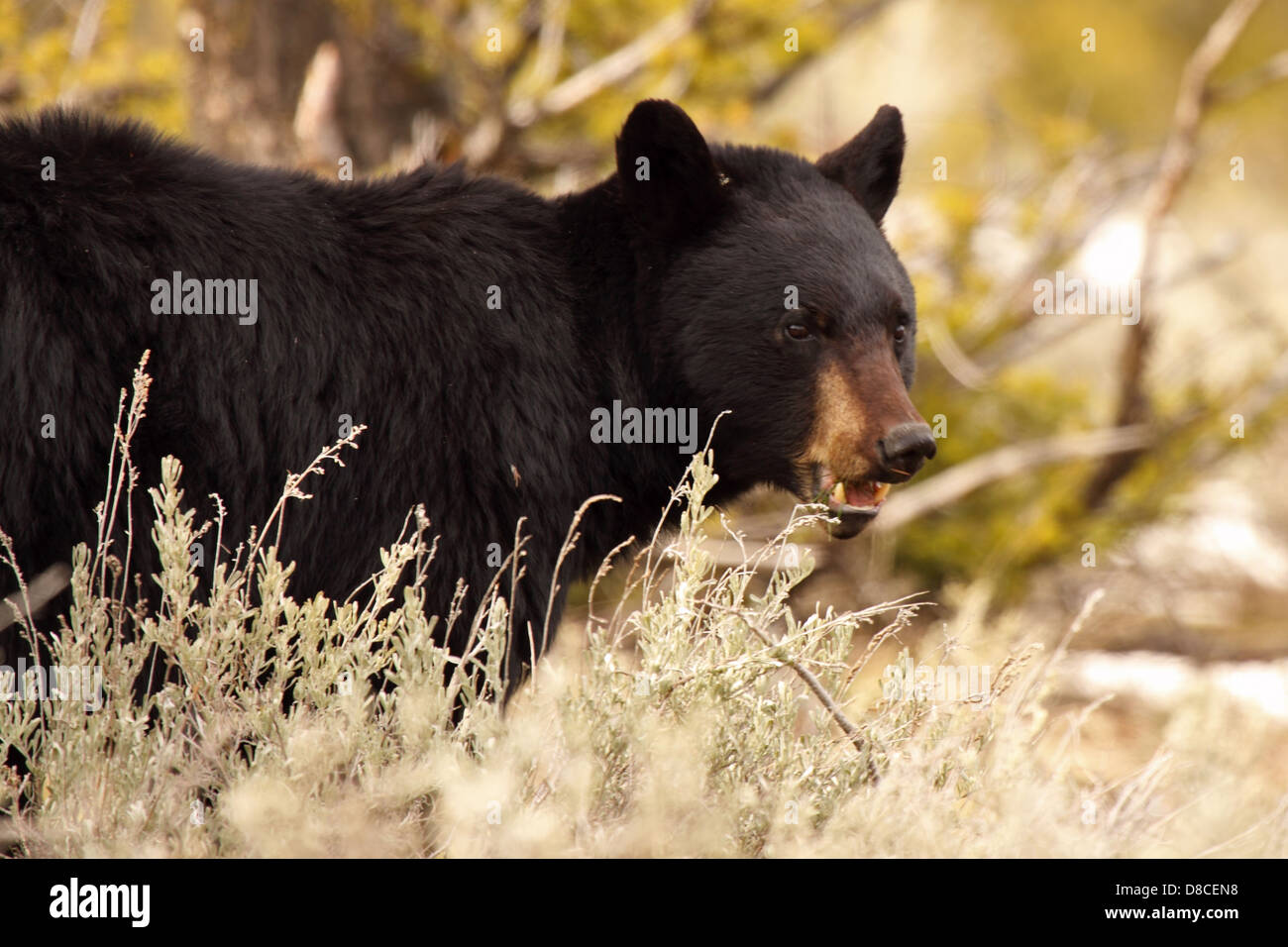 Bear teeth hi-res stock photography and images - Alamy