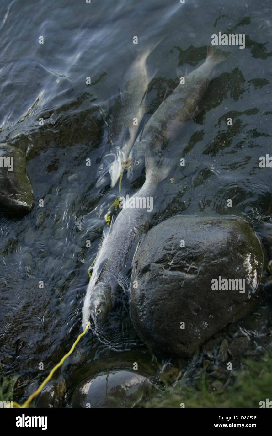 A stringer of red fish, freshly caught, lays on the ice of the Kenai ...