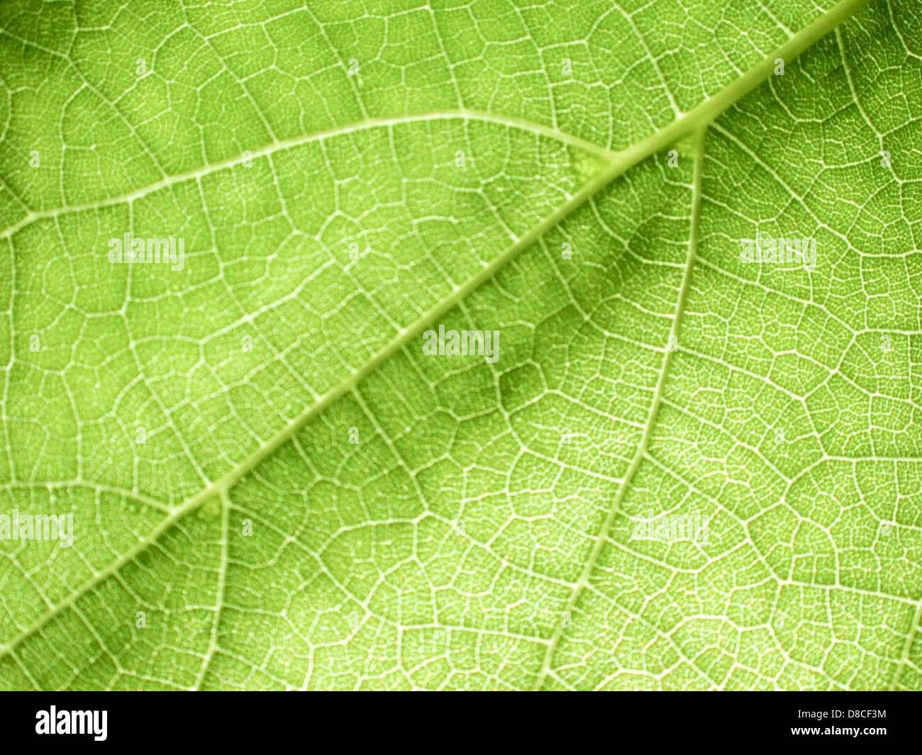 A macro shot of a green leaf, showcasing its detailed veins and texture ...