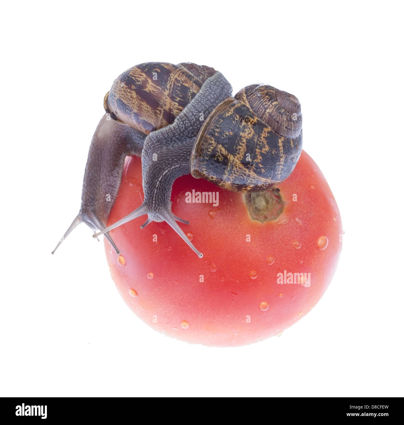 Two snails eating tomato isolated on white background Stock Photo Alamy