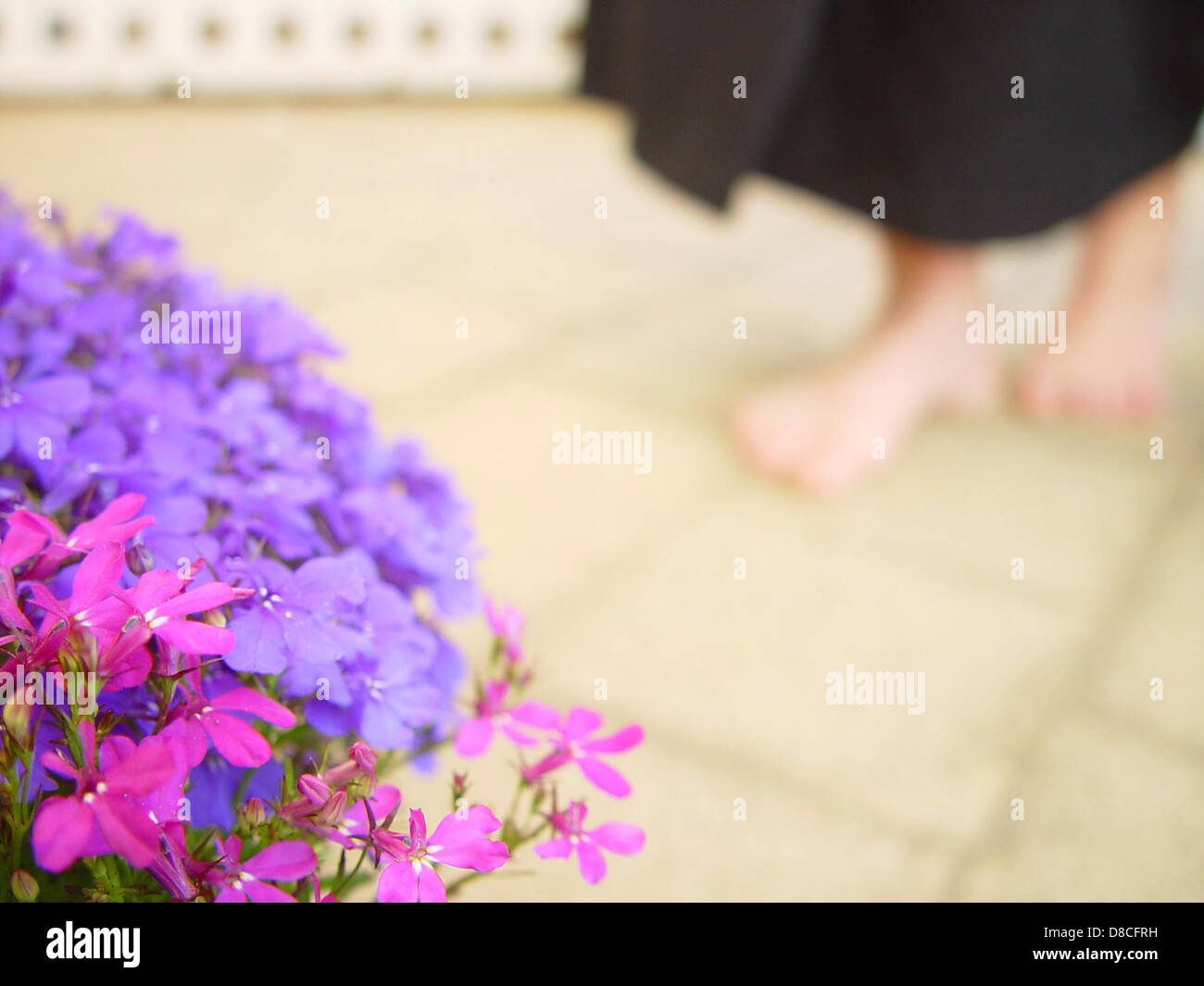 A vibrant scene of blue and purple flowers growing between cracks in a ...