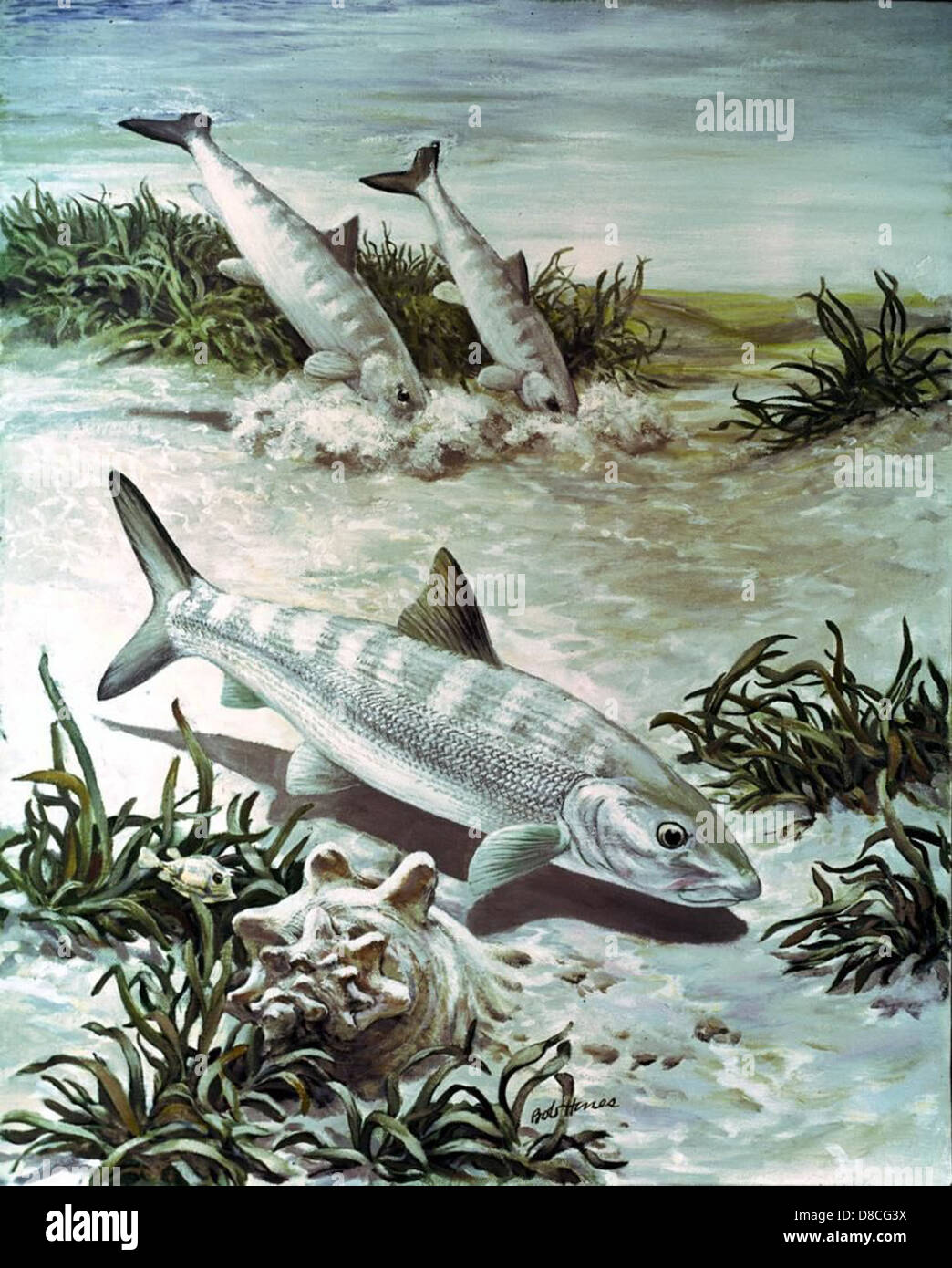 An artistic representation of a bonefish, a saltwater fish known for ...