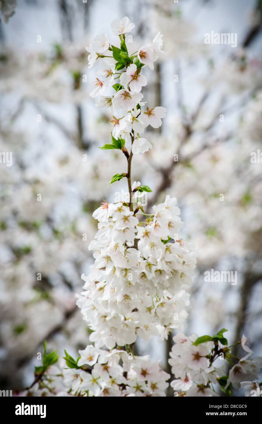 White cherry blossoms buds hi-res stock photography and images - Alamy