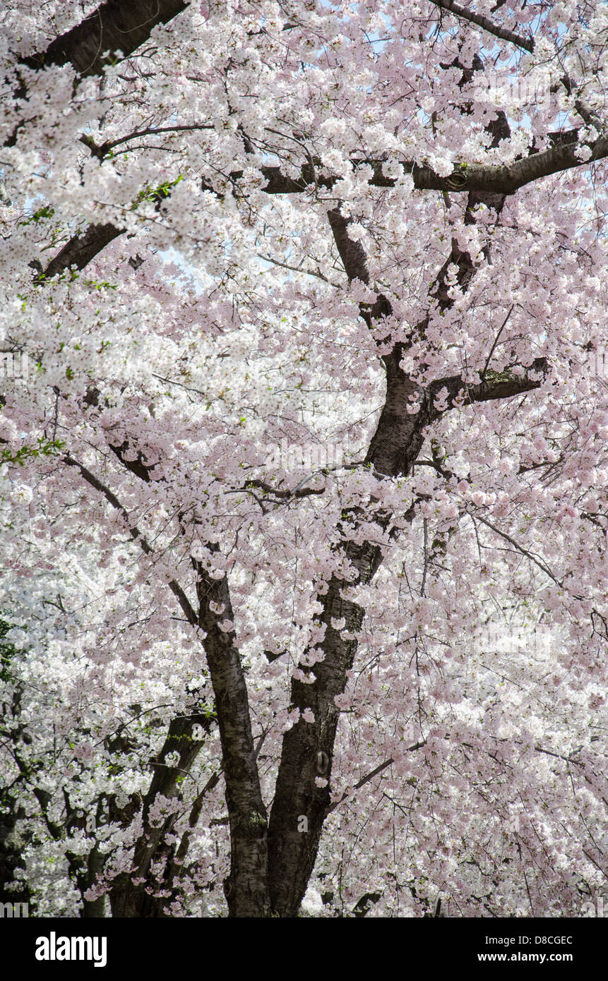 Cherry Blossom Trees at the Cherry Blossom Festival in Washington DC Stock Photo