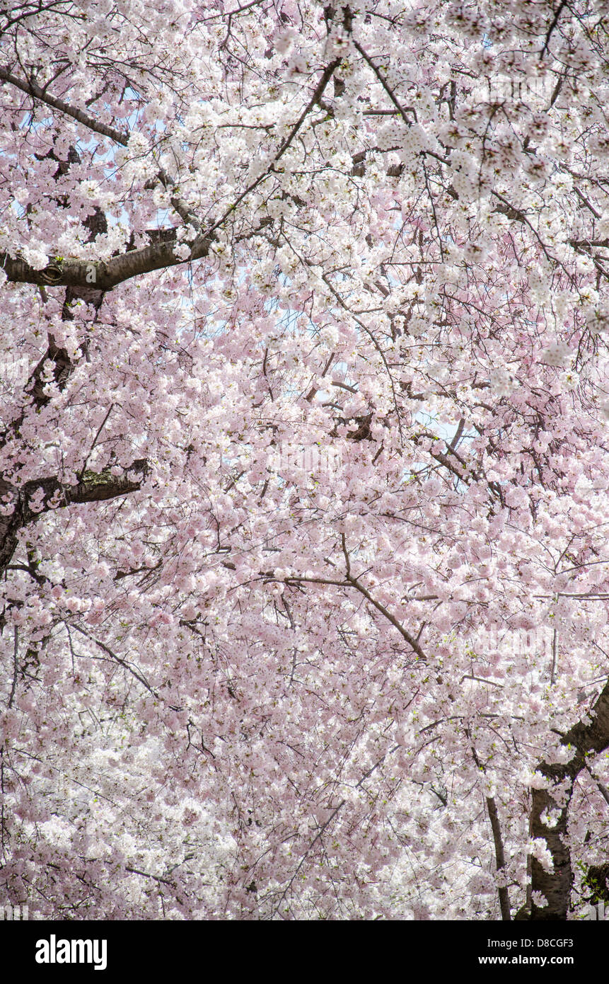 Cherry Blossom Trees at the Cherry Blossom Festival in Washington DC Stock Photo