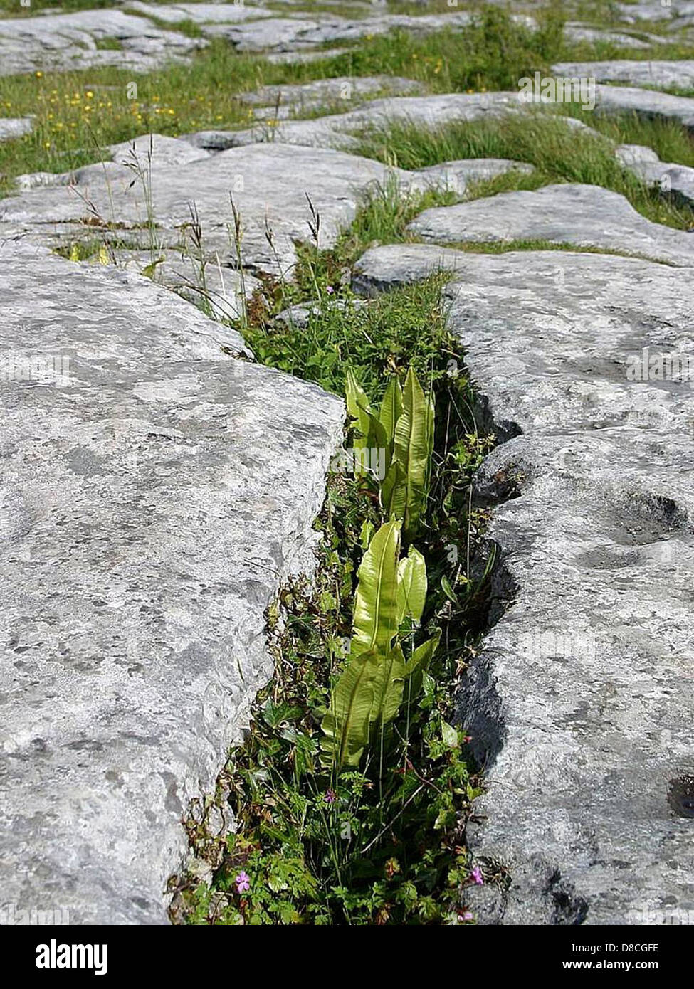 Vegetation Under Rocks A natural scene showing plants growing among limestone rocks in the ...