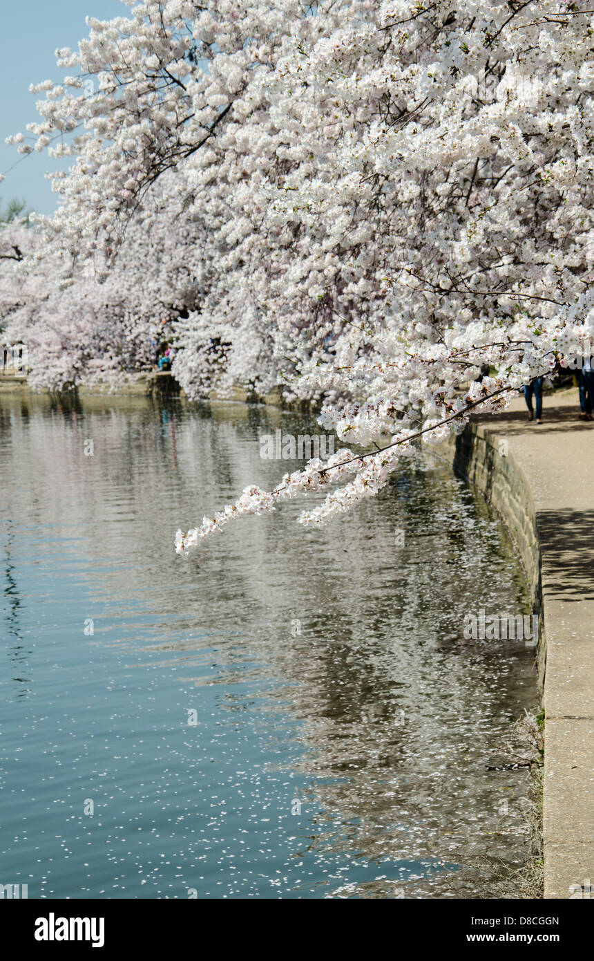 Blossom festival hi-res stock photography and images - Alamy