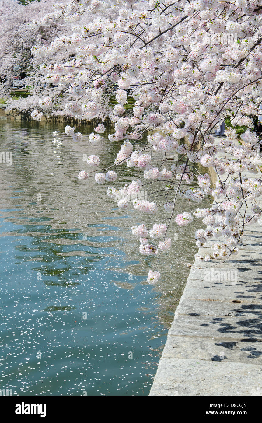 Cherry Blossom Festival Stock Photo - Alamy