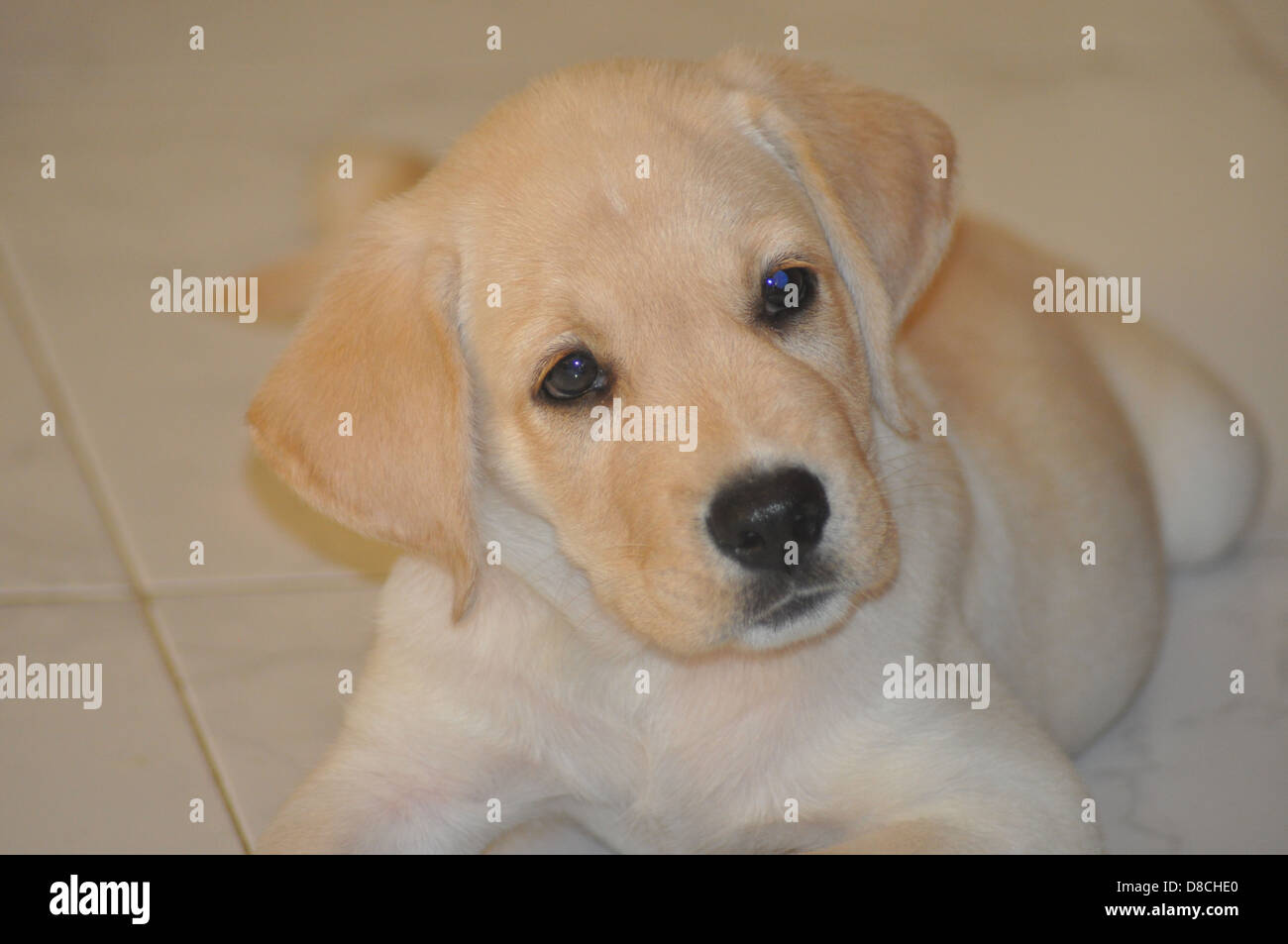 Che Labrador Curious look of a baby labrador pup Stock Photo - Alamy