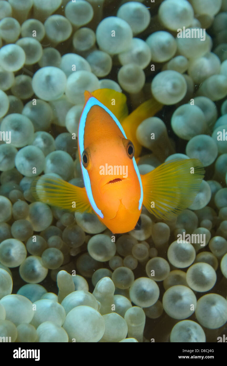 Blackback Anemonefish, Amphiprion melanopus at Gotham City, Mele Bay, Efate, Vanuatu. Stock Photo