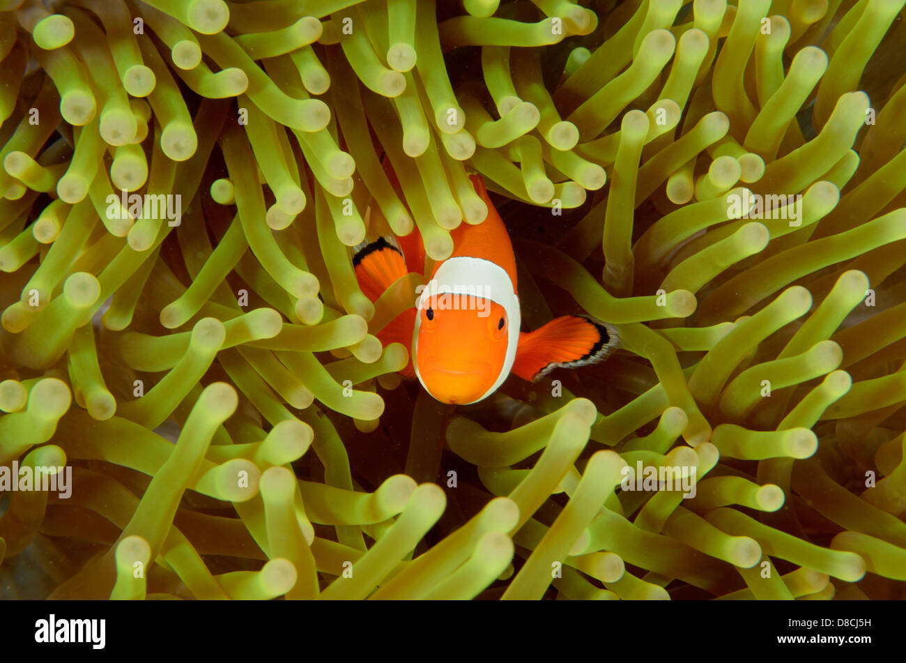 False clown anemonefish, Amphiprion ocellaris, at Tatawa Besar, Indonesia. Stock Photo