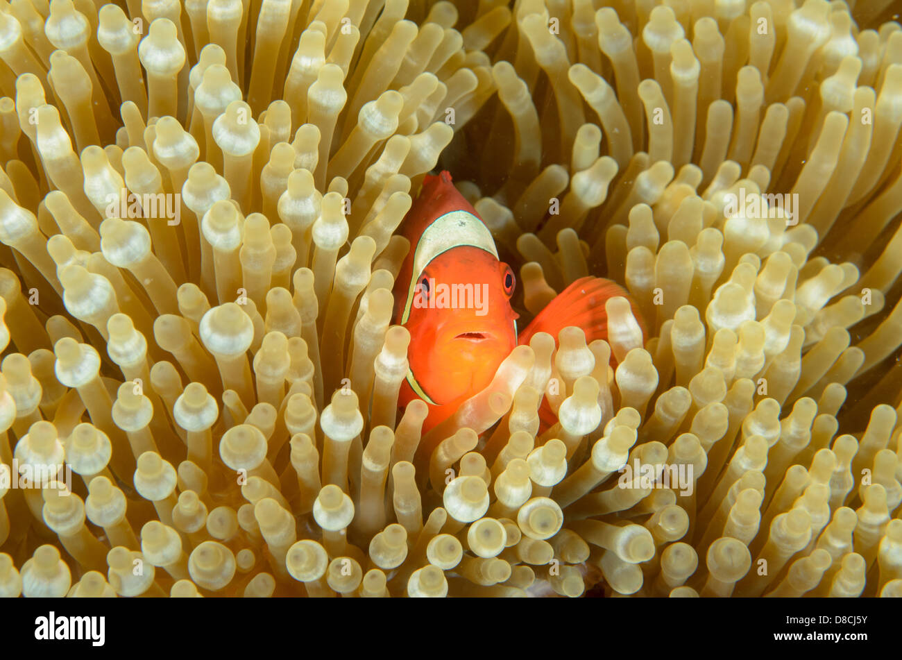 Spine-cheek anemonefish, Premnas biaculeatus, at Four Kings, near Misool Island, Indonesia. Stock Photo