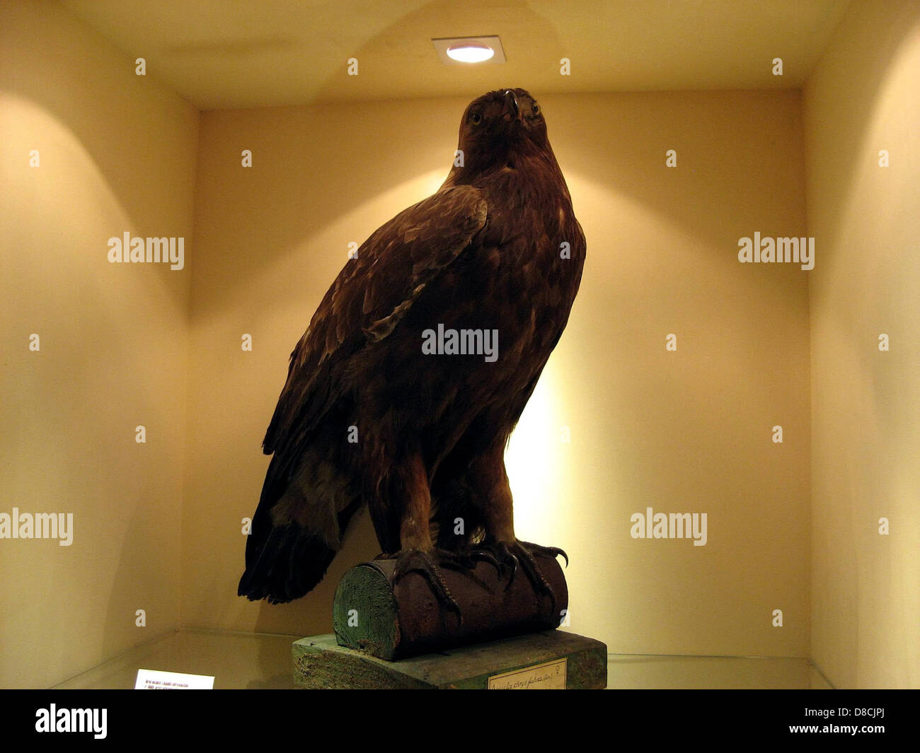 A detailed eagle statue displayed in a museum. The statue captures the ...
